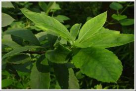 昆药集团天然植物原料药立异基地建设项目可行性研究