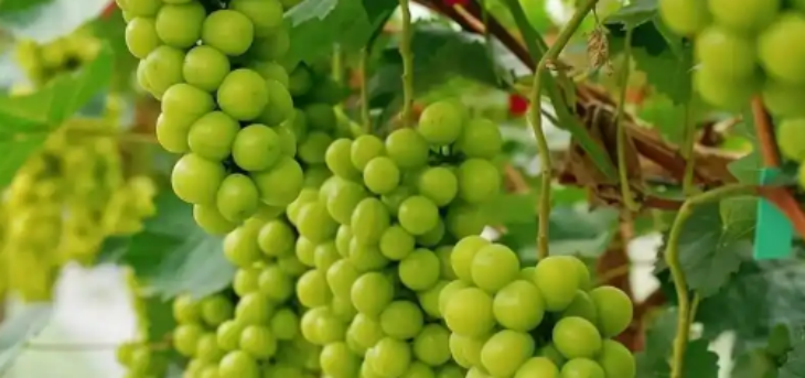 CA88(中国游)唯一官方网站