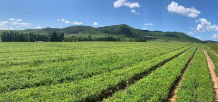 CA88(中国游)唯一官方网站