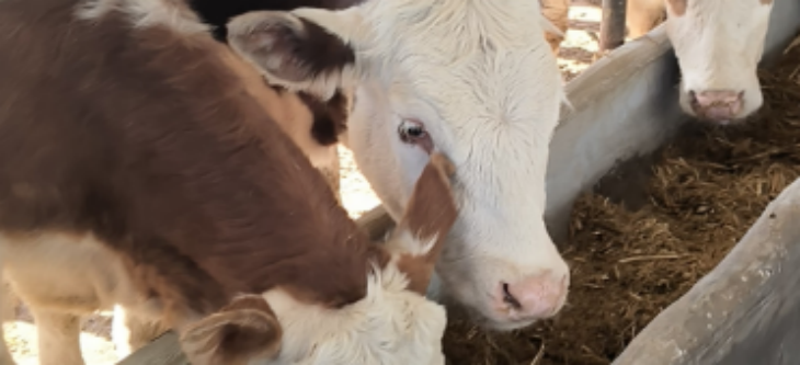 CA88(中国游)唯一官方网站