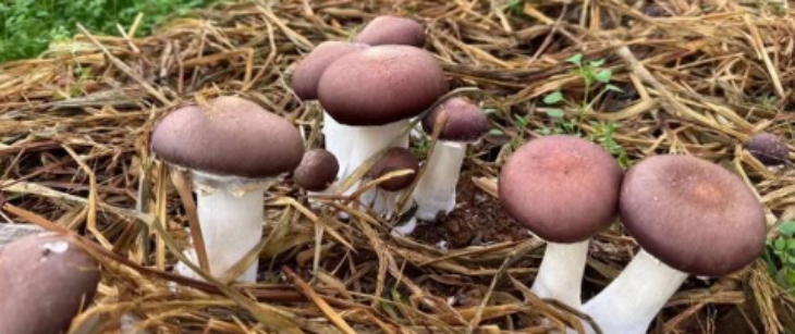 CA88(中国游)唯一官方网站